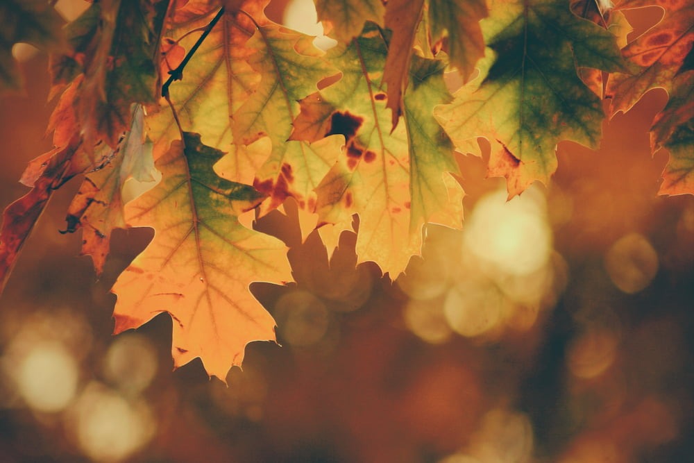 Leaf changing from summer to fall means it's time for seasonal storage