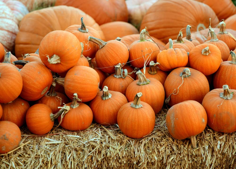 pumpkins outside in the fall